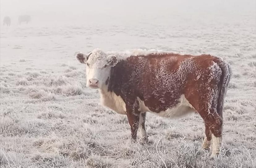 Manejo invernal del rodeo de carne